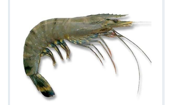 Black Tiger Prawn