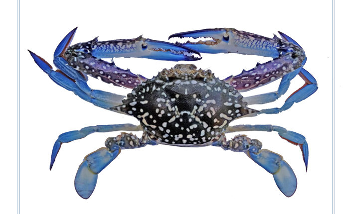 Blue Swimming Crab