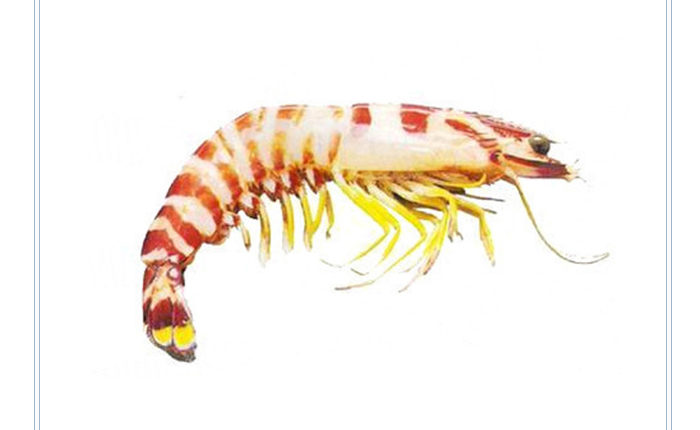 Flower Prawn