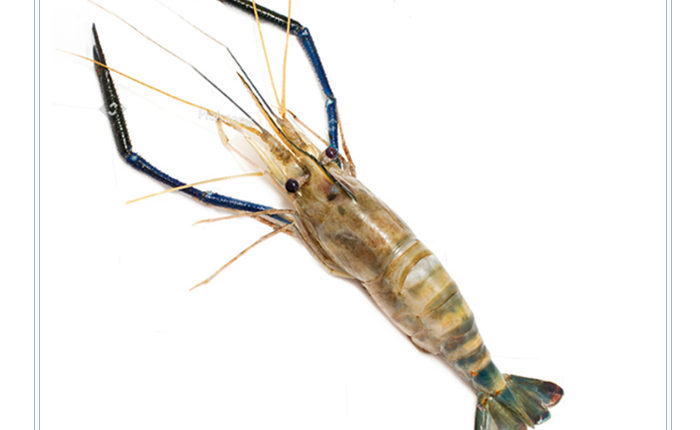 Giant River Prawn